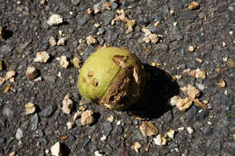 Image of shellbark hickory