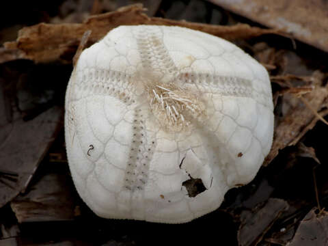 Image of Echinocardiinae Cooke 1942