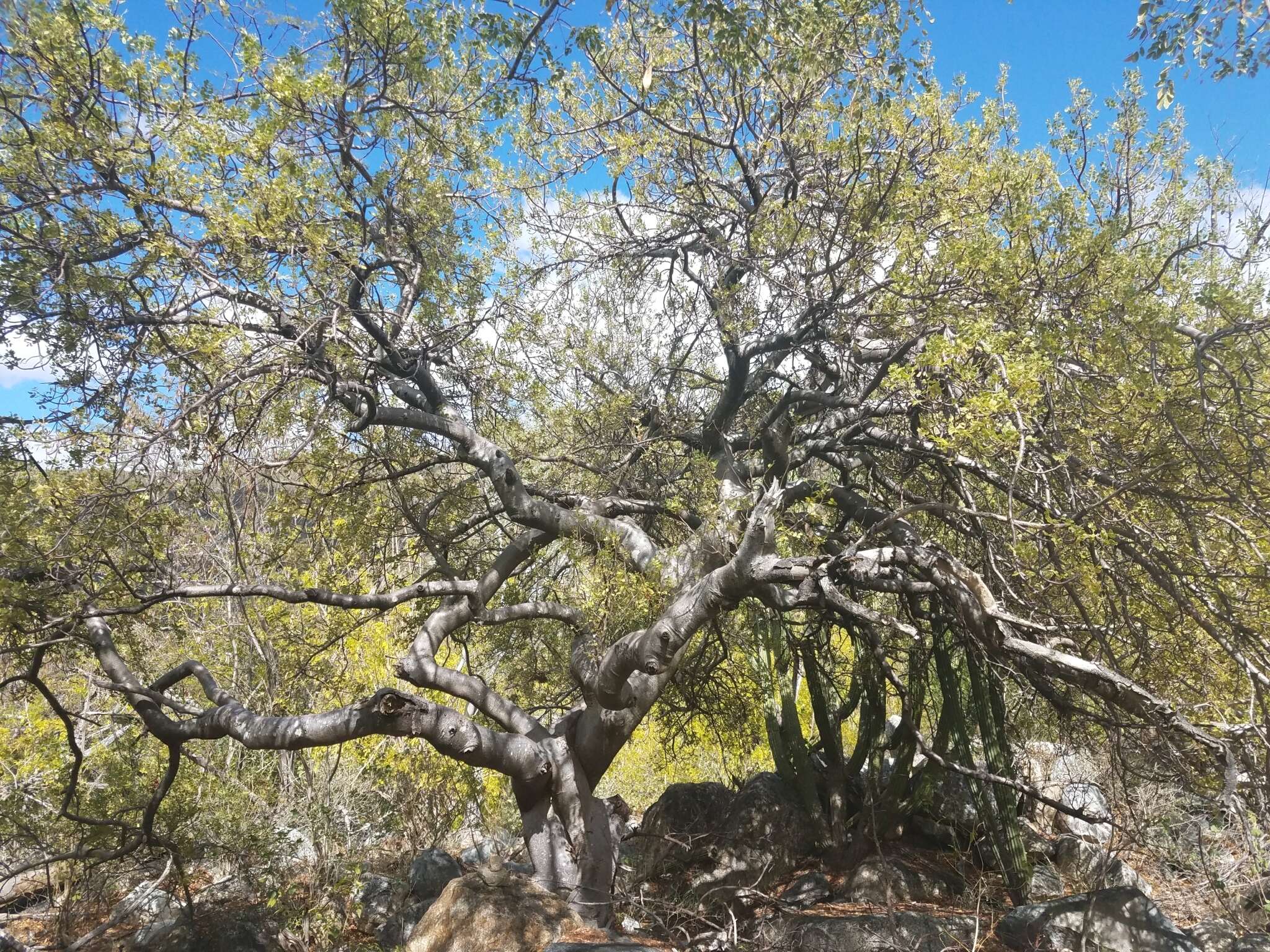 Image de Cyrtocarpa edulis (Brandeg.) Standl.