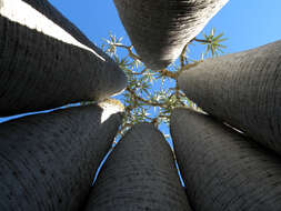 Image of Pachypodium geayi Costantin & Bois