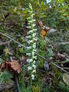 Image of Yellow nodding lady's tresses