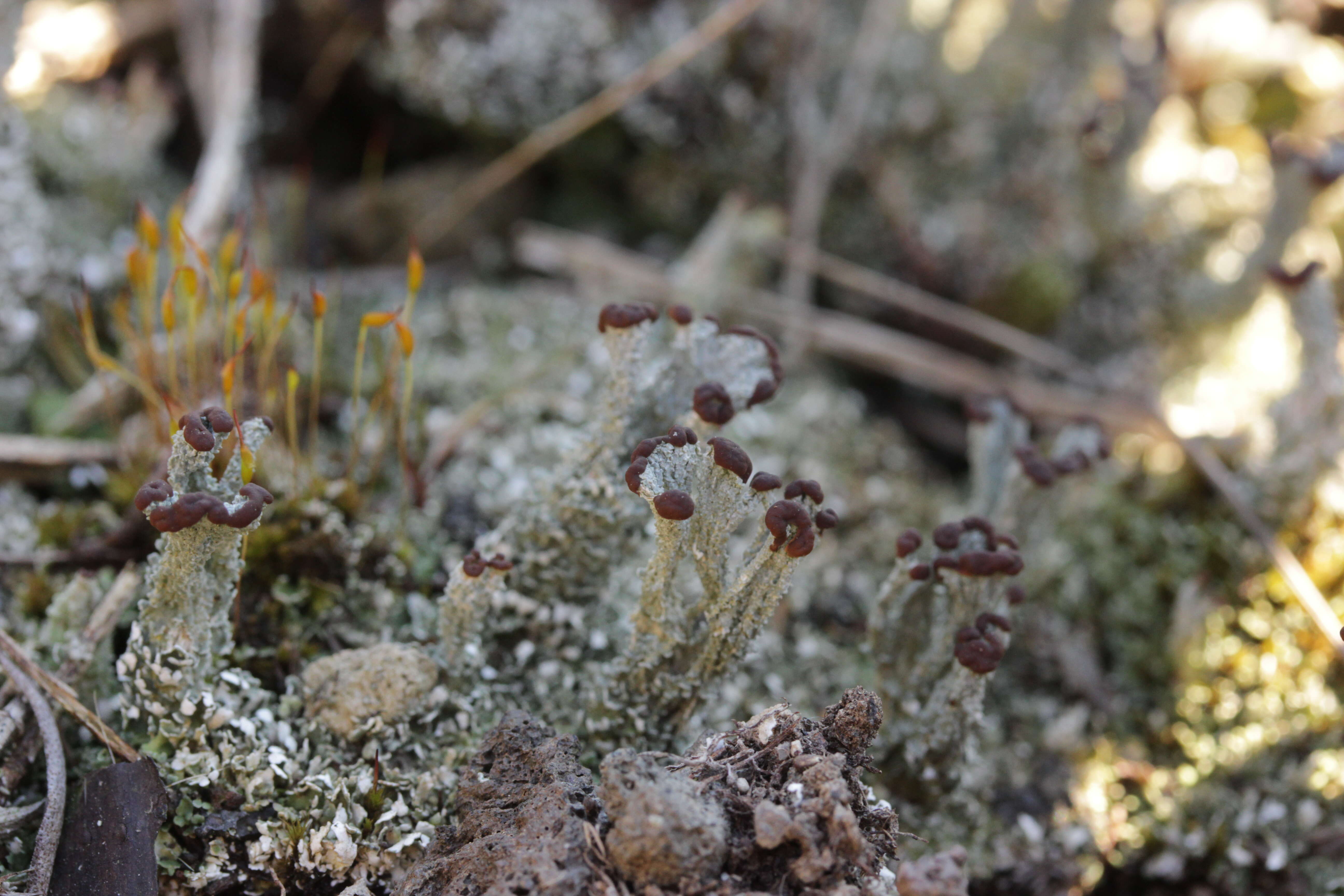 Image of cup lichen