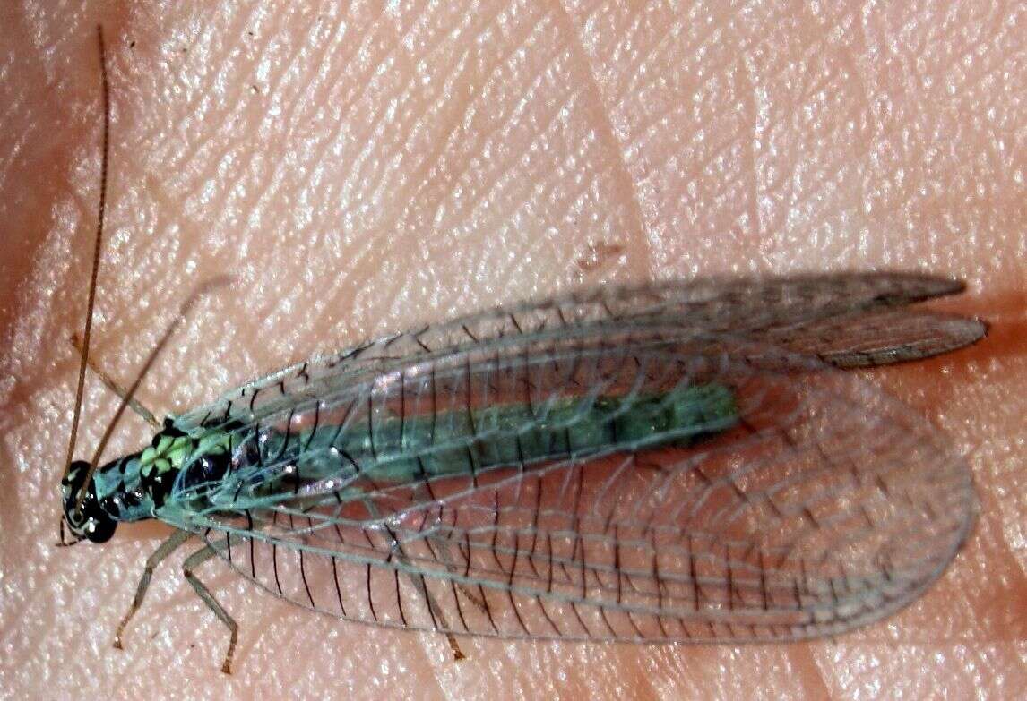 Image of Green lacewing