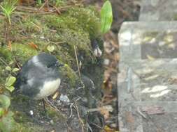 Image of New Zealand Robin