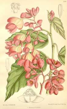 Слика од Begonia radicans Vell.