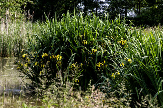 Image of yellow flag, yellow iris