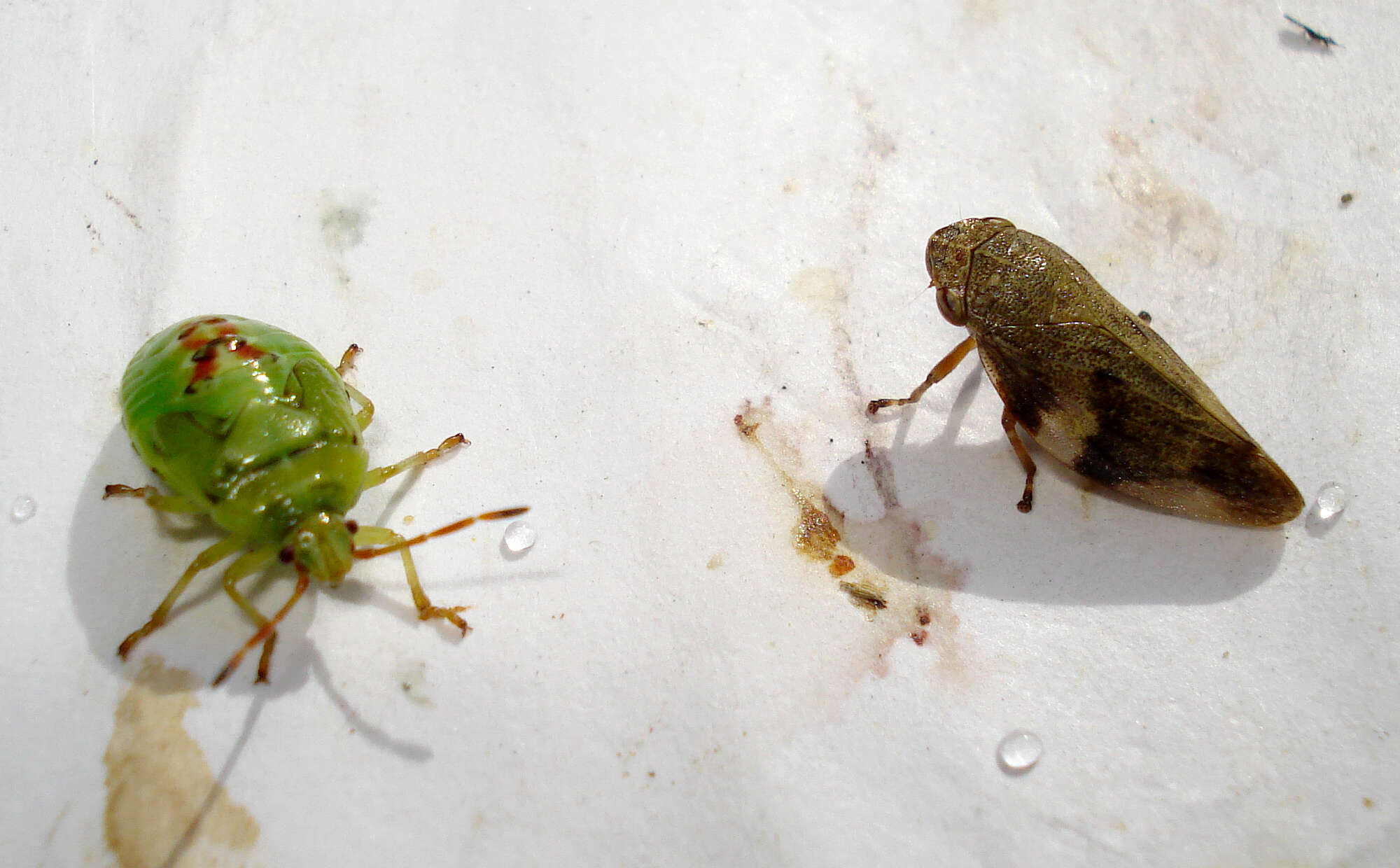 Image of European Alder Spittlebug