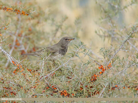 Image of Black-throated Thrush