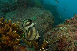 Image of Banded Butterflyfish