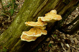 Image de Polypore soufré