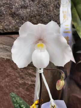 Sivun Paphiopedilum niveum (Rchb. fil.) Stein kuva