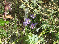 Image of Crocus kosaninii Pulevic