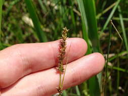 Image of Prairie sedge