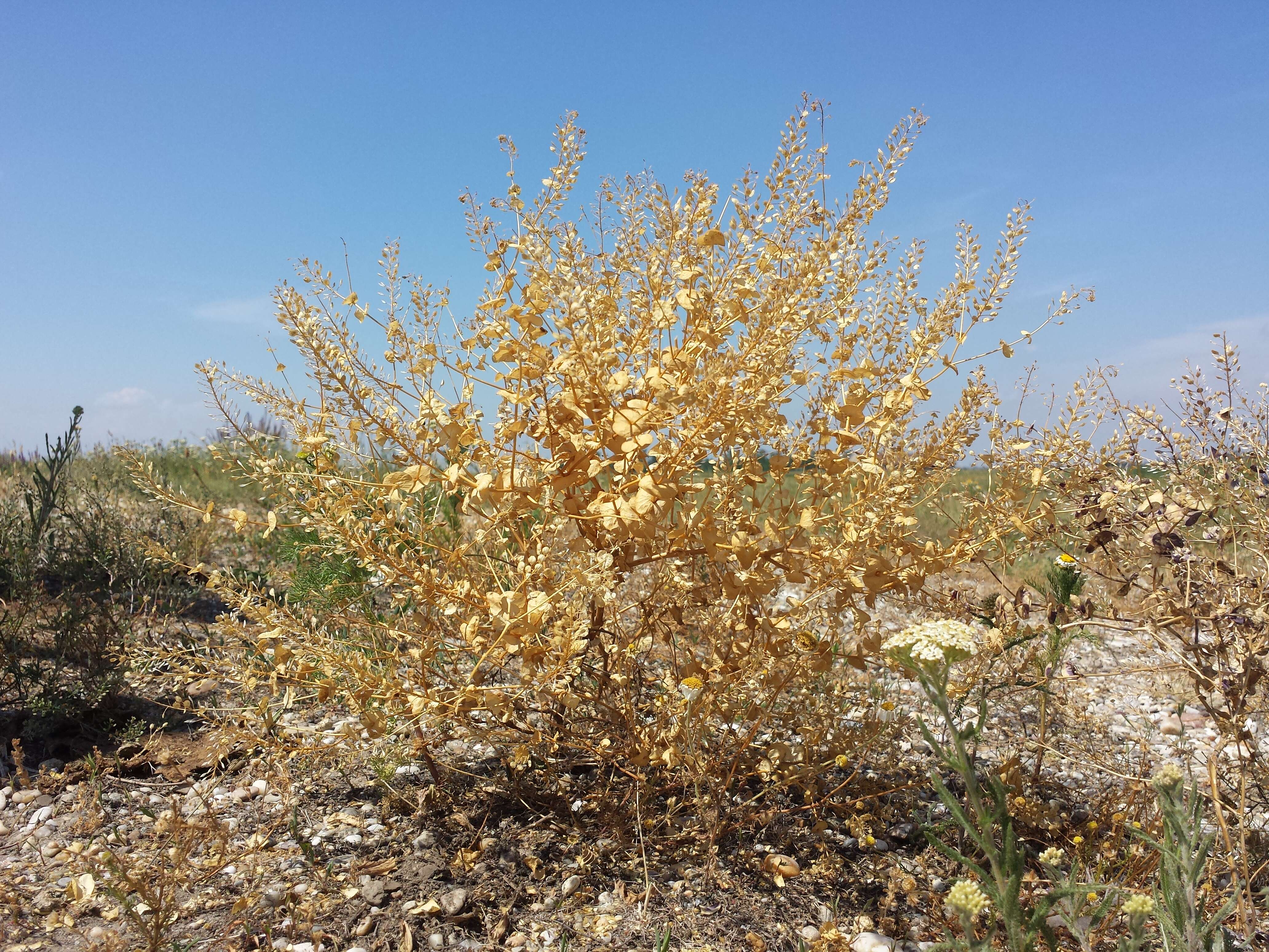 Image of clasping pepperweed