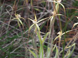 Caladenia fluvialis A. P. Br. & G. Brockman的圖片