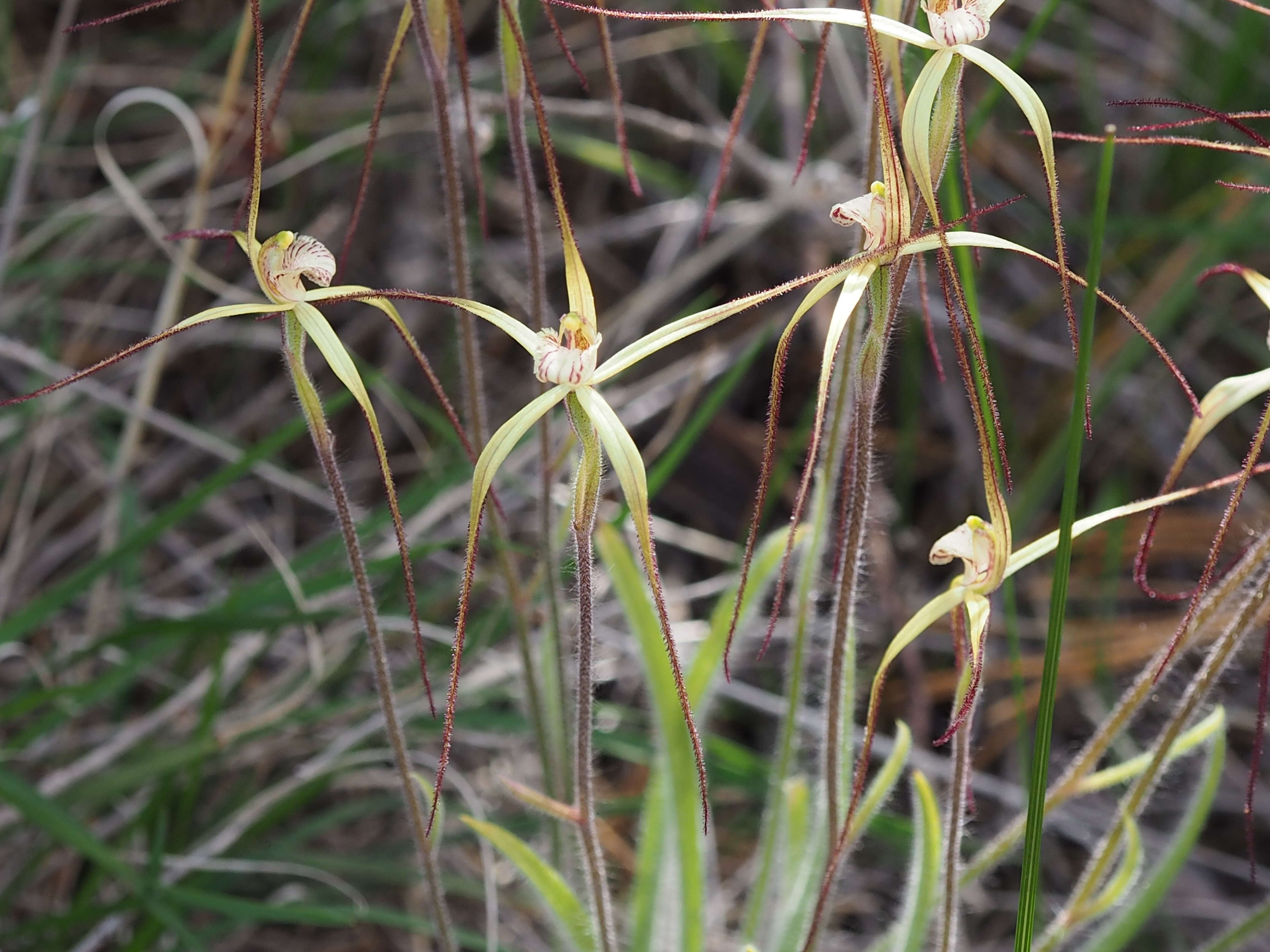 Image of Brookton Highway spider orchid
