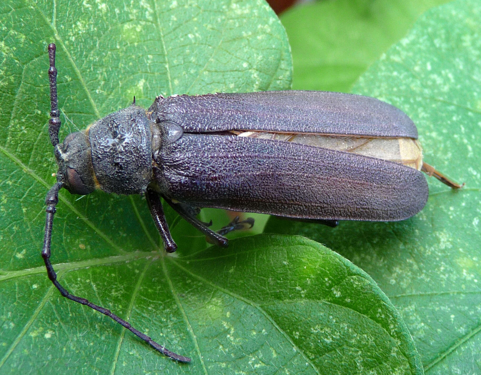 Image of Long-horned beetle