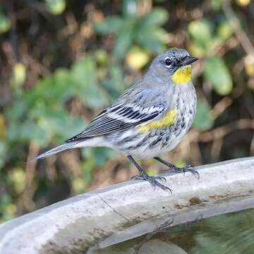 Image of Audubon's Warbler