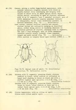 Image of Heterlimnius Hinton 1935