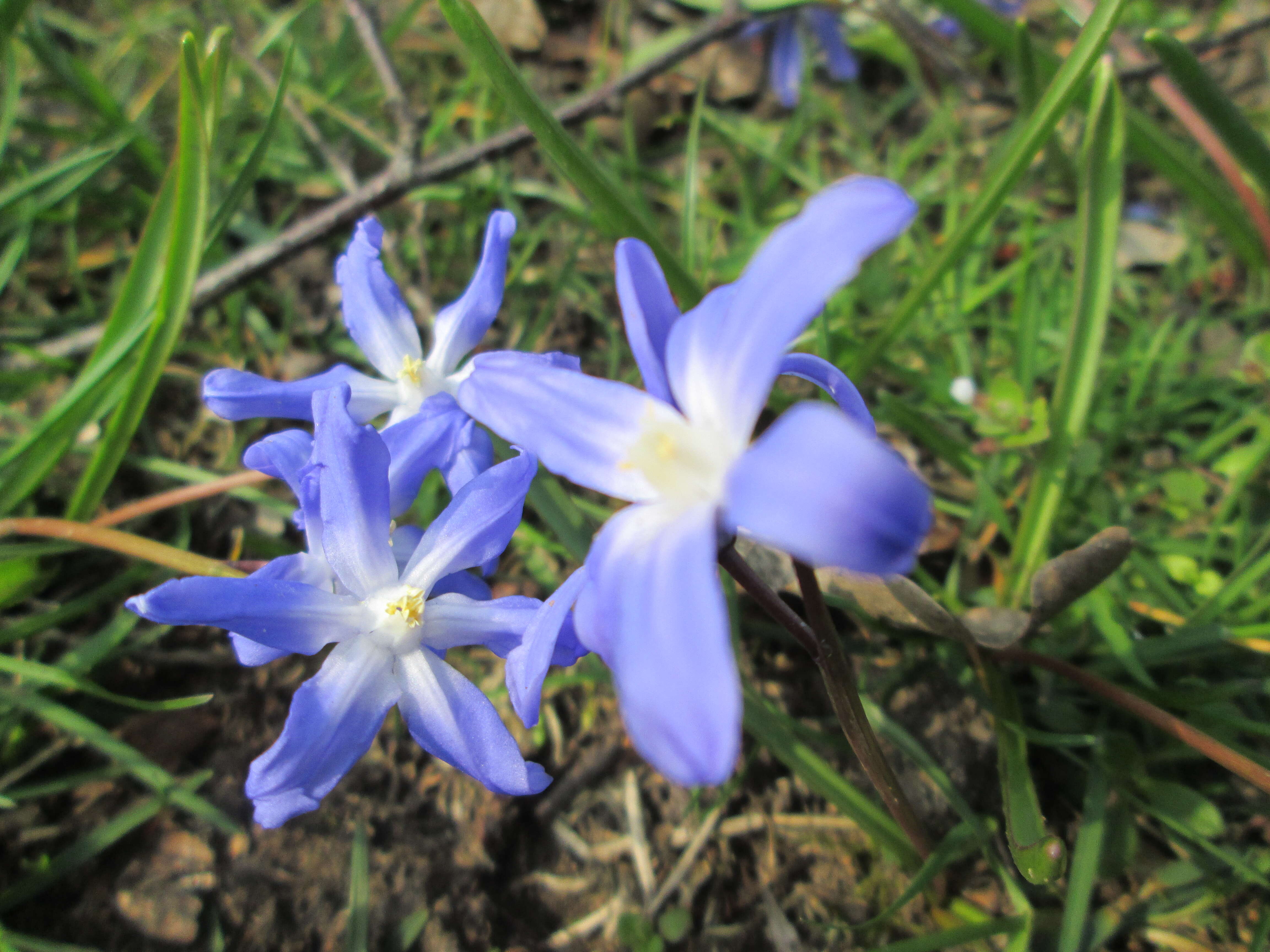 Image de Scilla luciliae (Boiss.) Speta