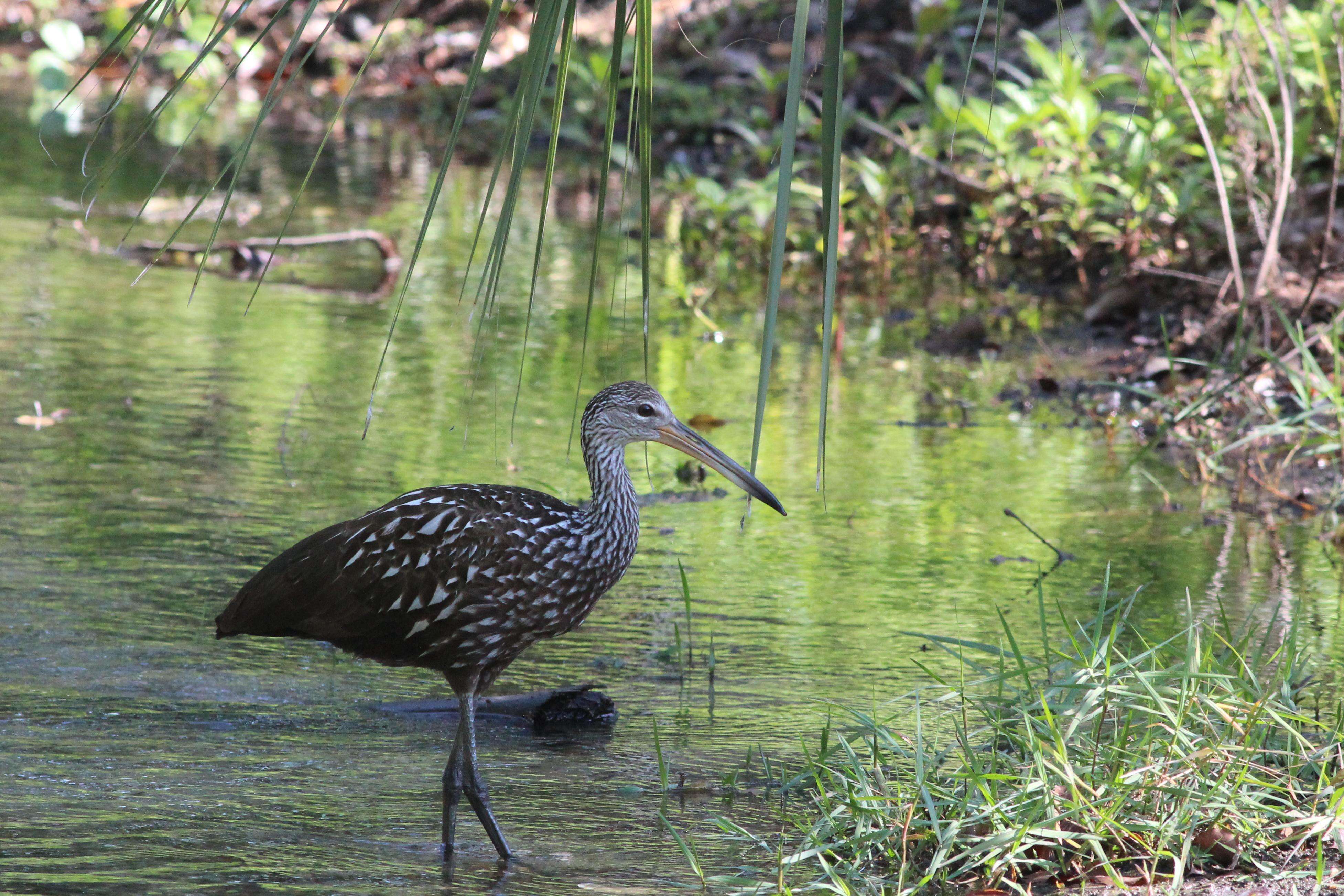 Image of limpkins