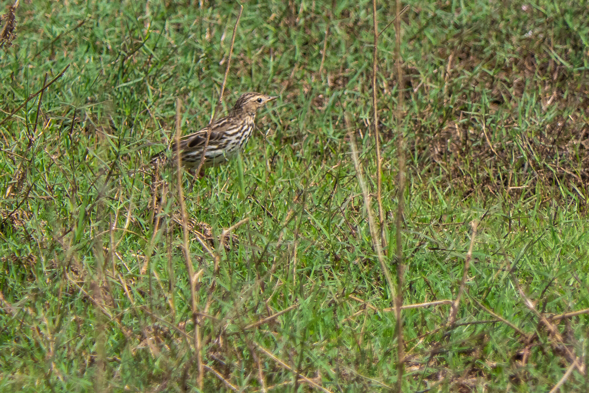 Image of Red-throated Pipit