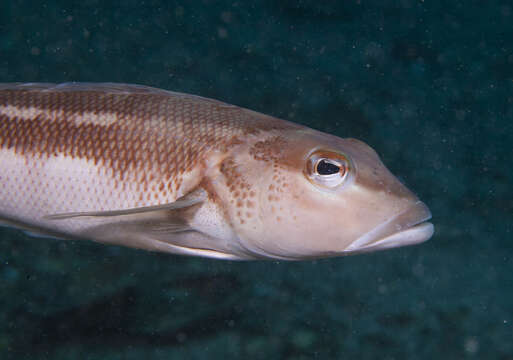 Image of Blue Cod