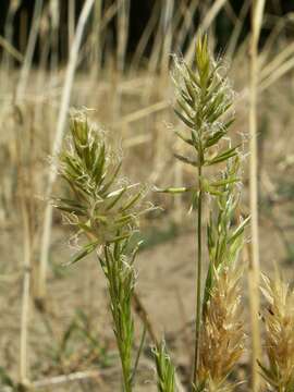 Image of annual vernal-grass