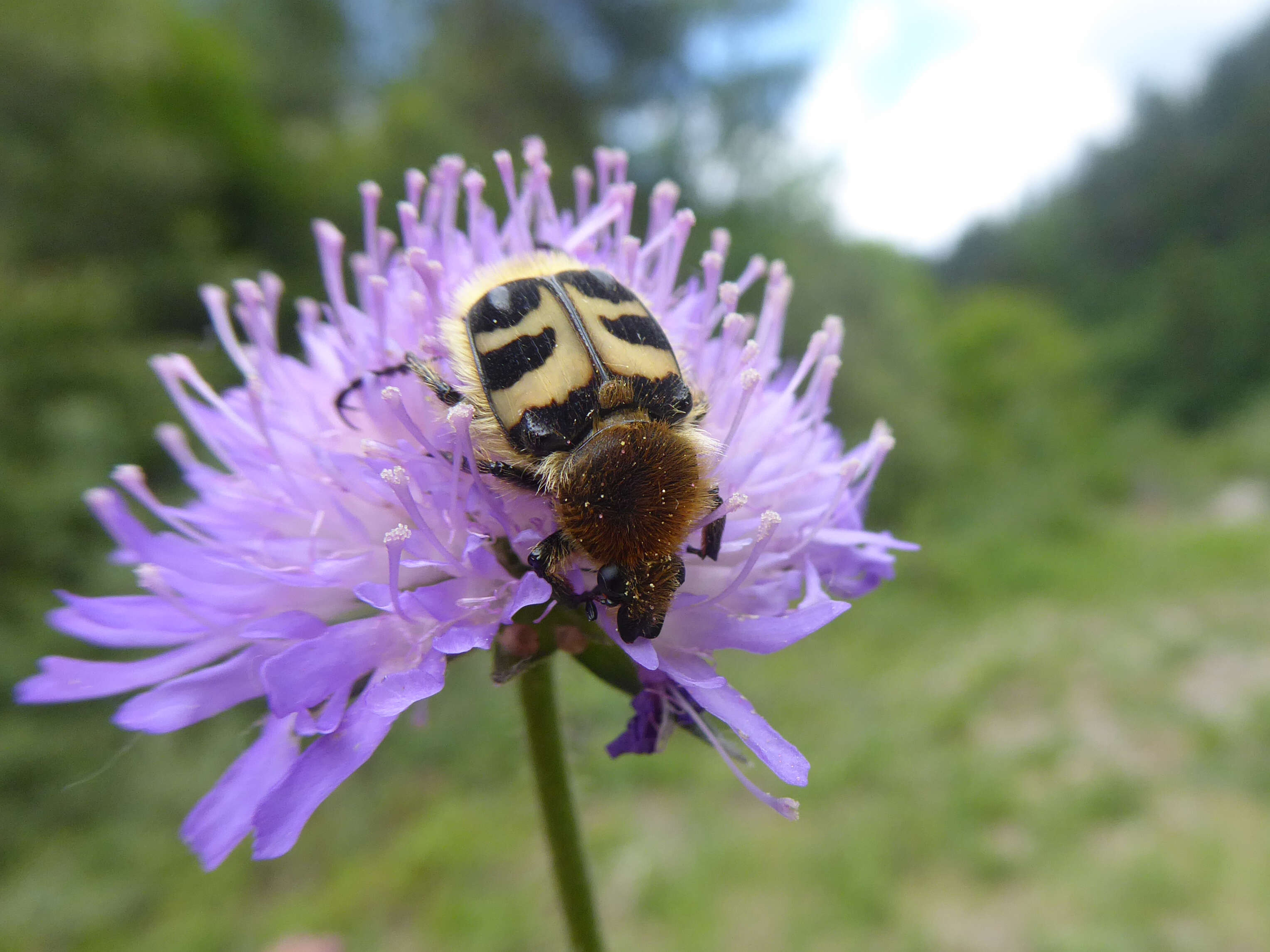 Image of Bee beetle