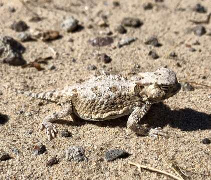 Image of Desert Horned Lizard