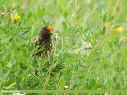 Image of Fire-fronted Serin