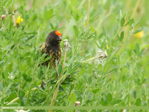 Image of Fire-fronted Serin