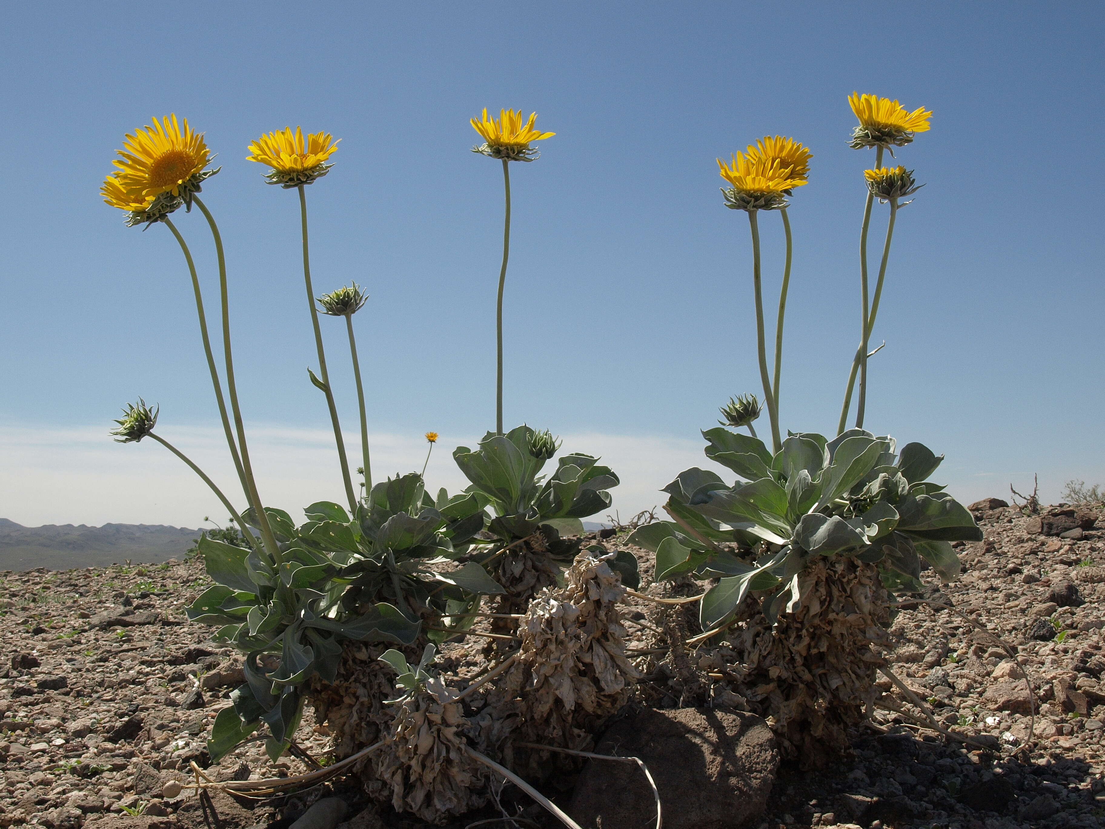 Imagem de Enceliopsis argophylla (D. C. Eat.) A. Nels.