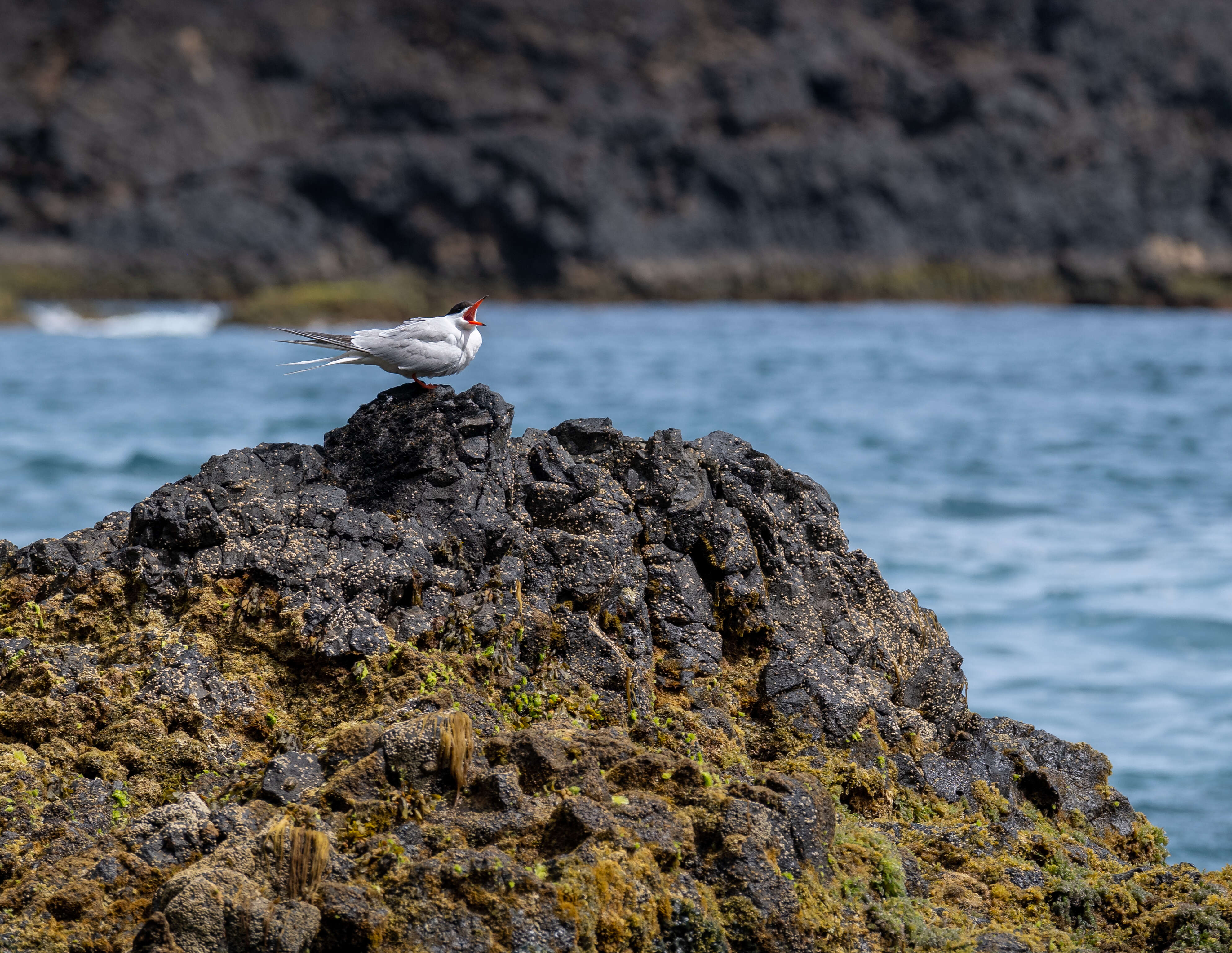 Image of Common Tern