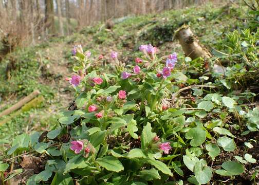 Image of Pulmonaria obscura Dumort.