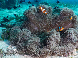 Image of Common clownfish