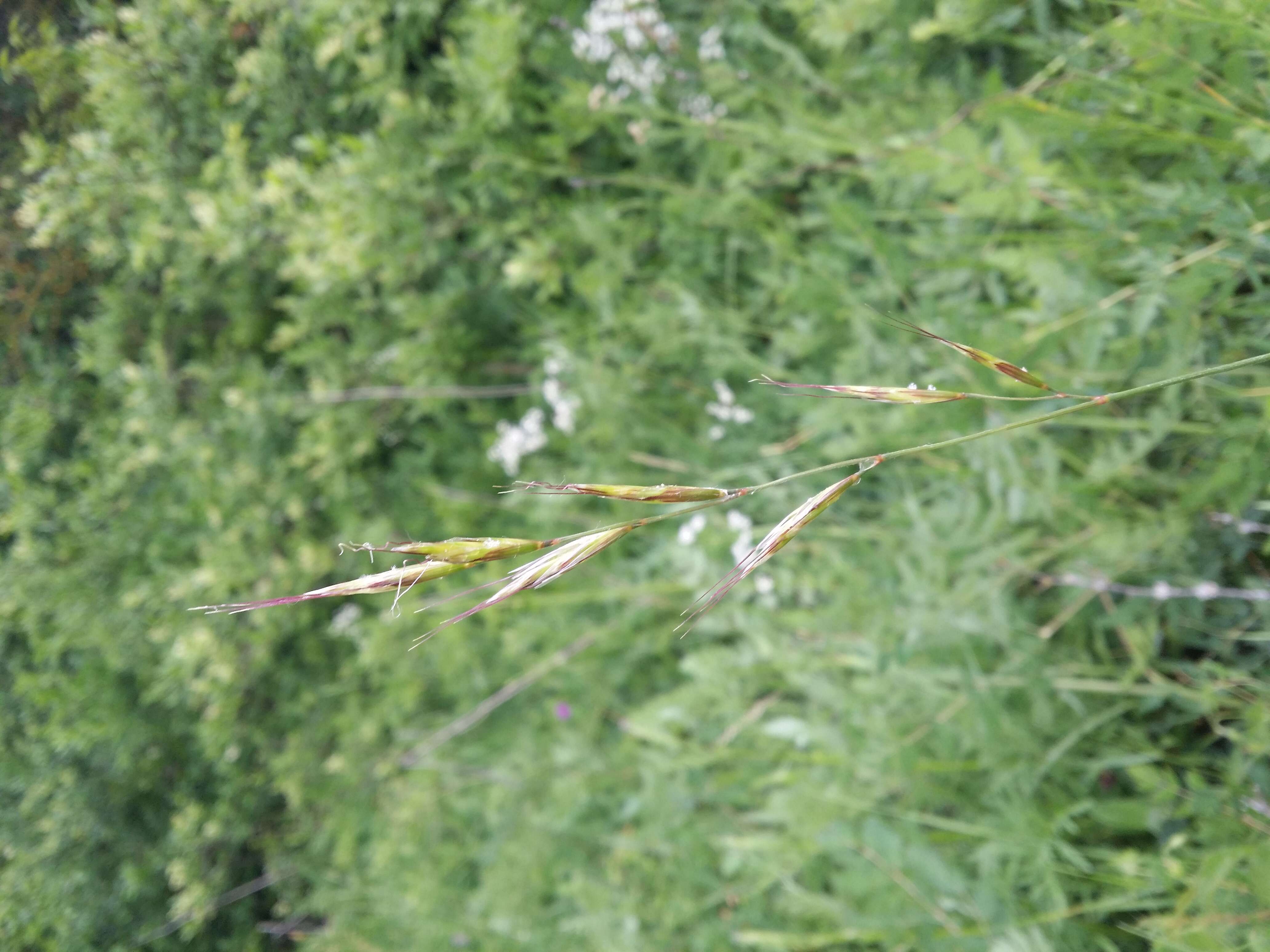 Image of Helictochloa pratensis (L.) Romero Zarco