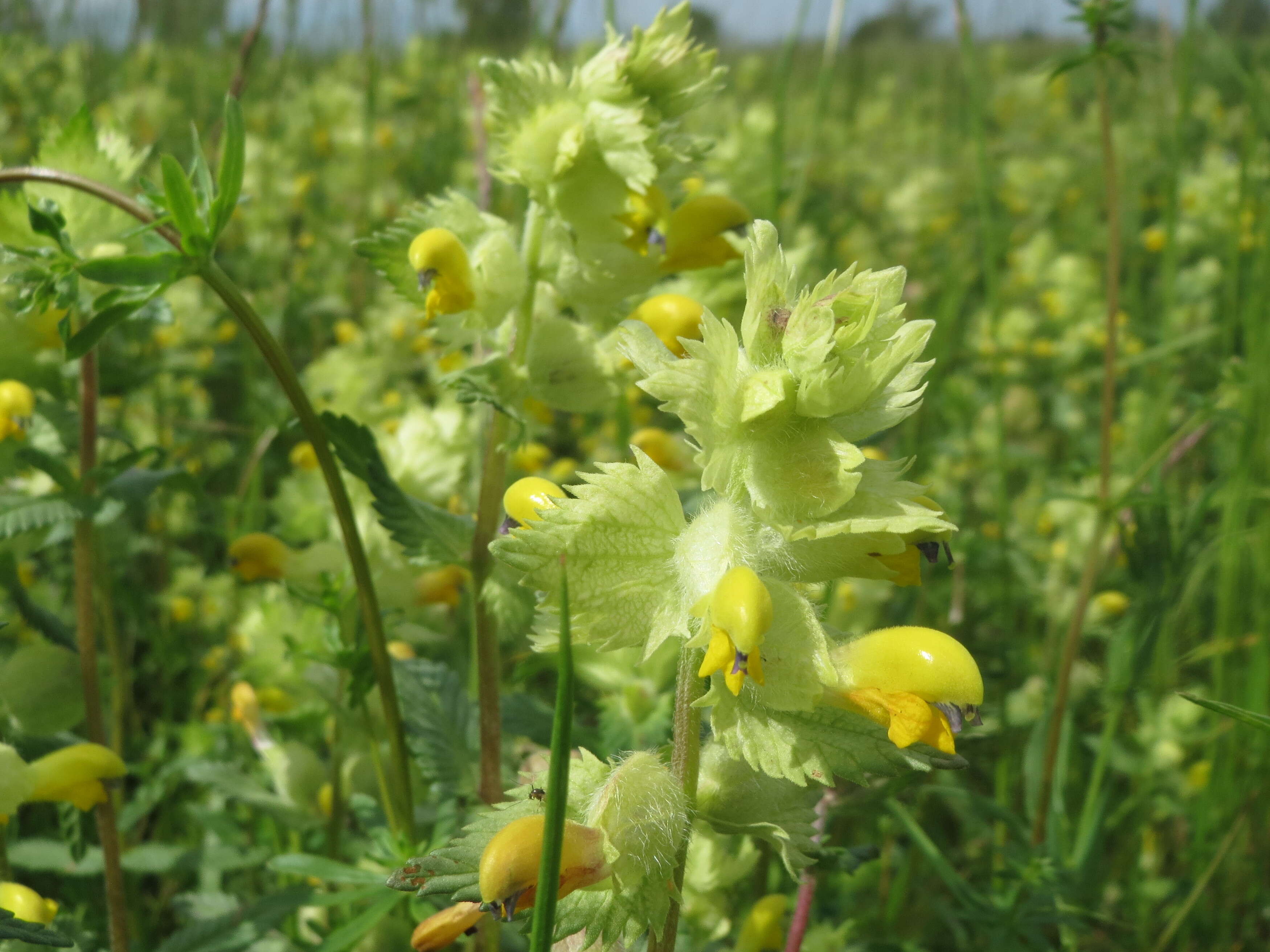 Image of European yellow rattle