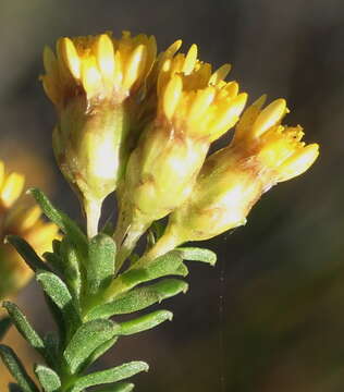 Image of Oedera genistifolia (L.) A. A. Anderberg & K. Bremer