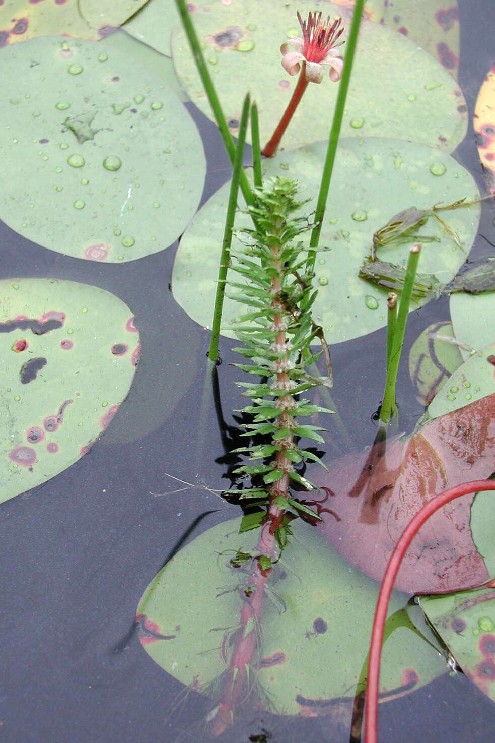 Image of twoleaf watermilfoil