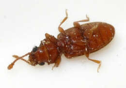 Image of Foreign Grain Beetle