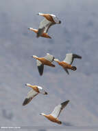 Image of Ruddy Shelduck