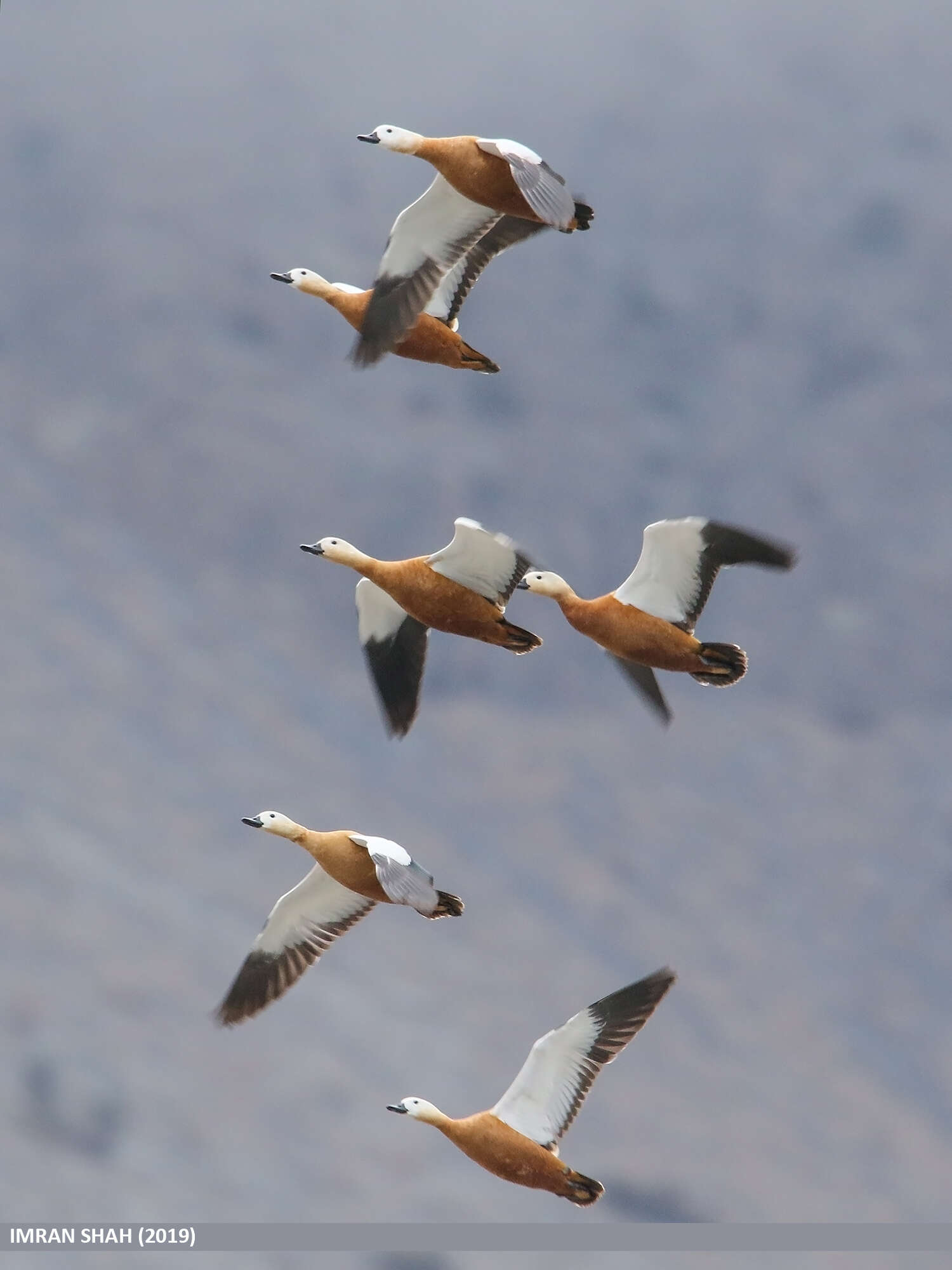 Image of Ruddy Shelduck