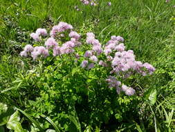 Image of Thalictrum aquilegiifolium