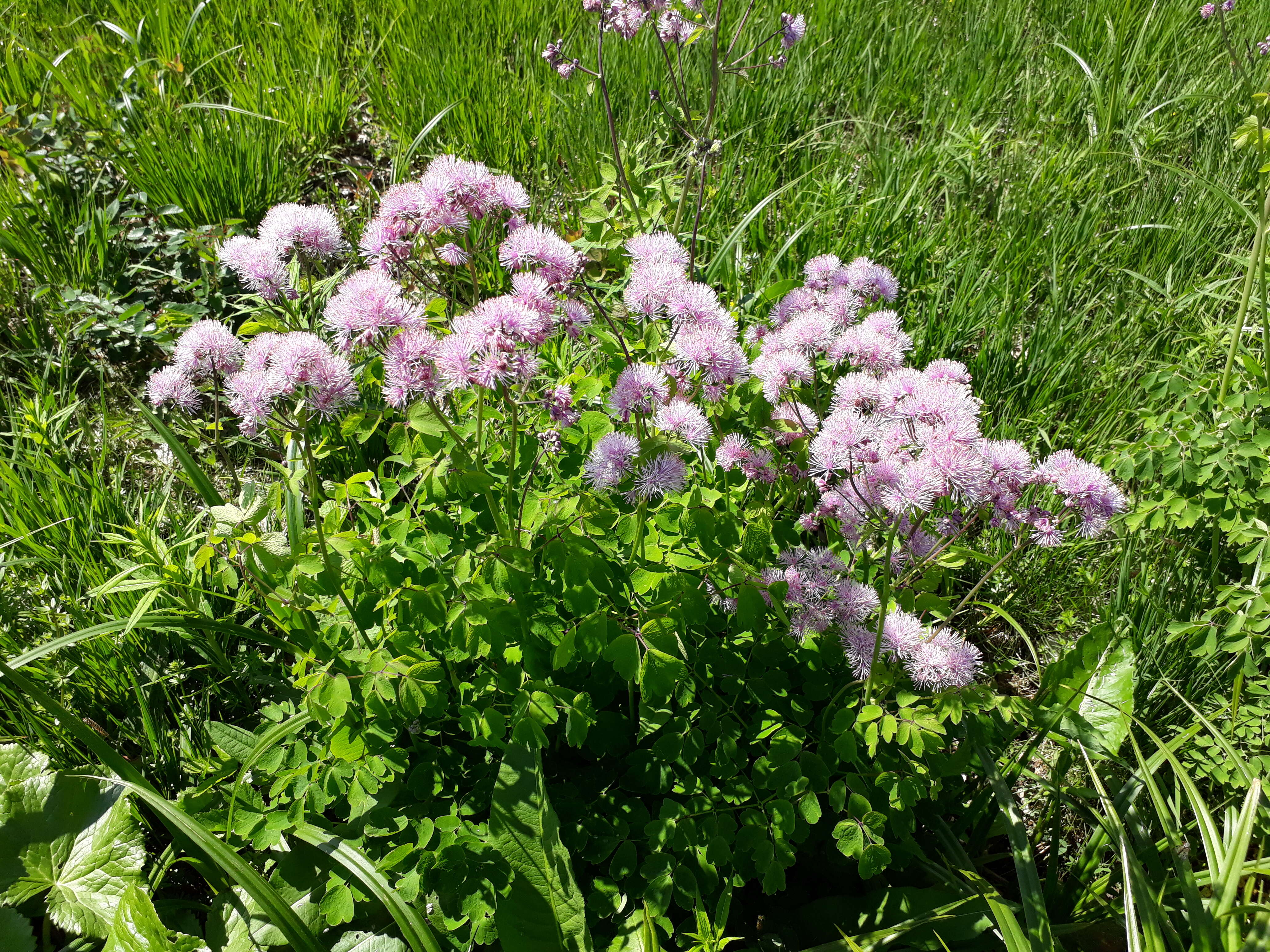 Image of Thalictrum aquilegiifolium