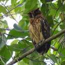 Image of Philippine Eagle-Owl