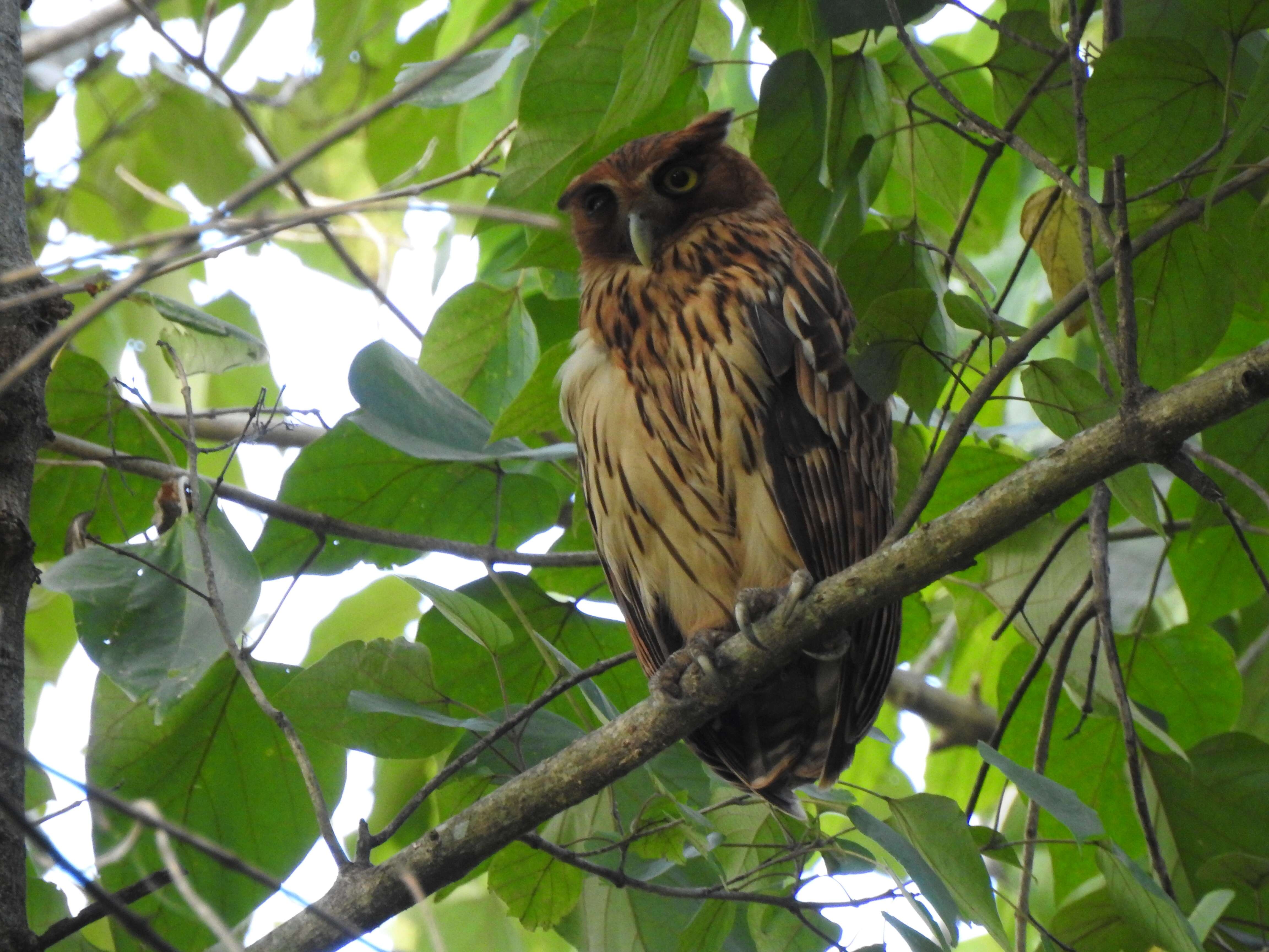 Image of Philippine Eagle-Owl