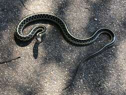 Image of Common Garter Snake