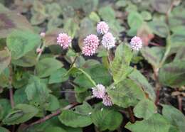 Imagem de Persicaria capitata (Buch.-Ham. ex D. Don) H. Gross