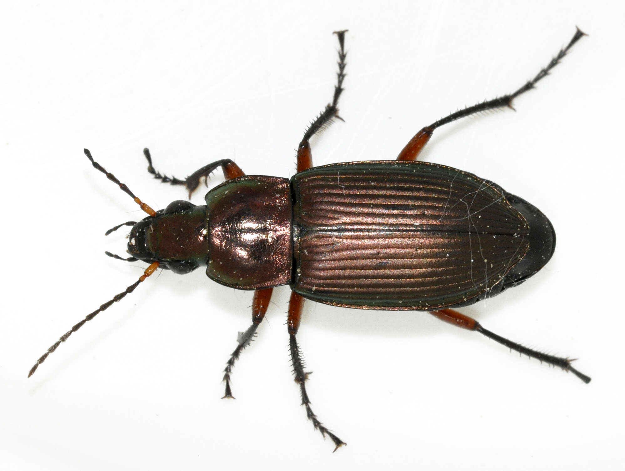 Image of Poecilus (Poecilus) cupreus (Linnaeus 1758)